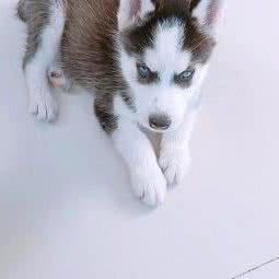 壹品宠客:合肥市包河区望江东路附近