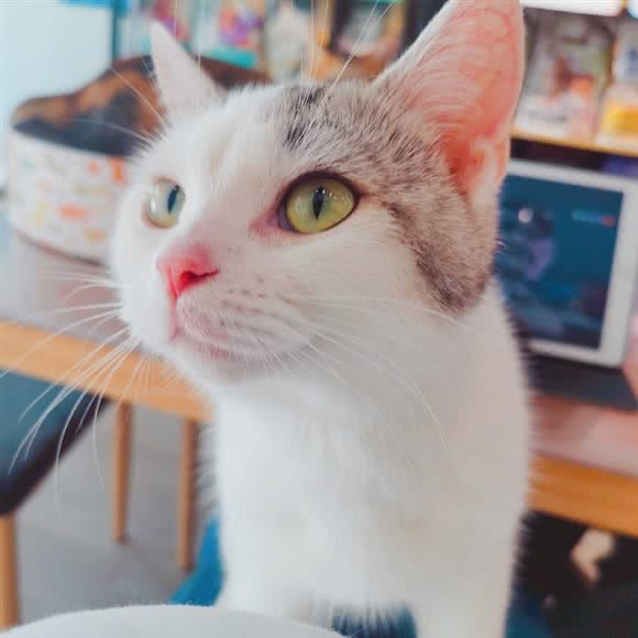 它说宠物(滨湖猫店):合肥市包河区高速滨湖时代广场附近