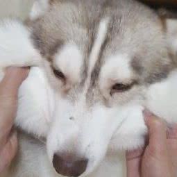 蓝色风暴犬舍:北京城区昌平区沙河附近