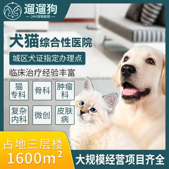 遛遛猴子24H宠物医院危急重症·全科·微创外科:合肥市包河区桐城南路附近