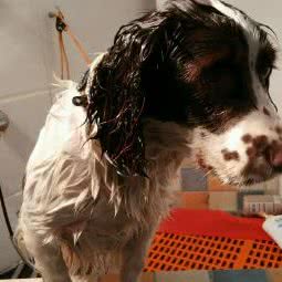 七房董宠物公馆望湖城店(包河区店):合肥市包河区加侨广场附近