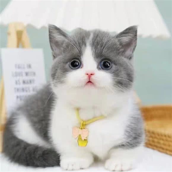 喵不可言·猫舍·猫咖:合肥市包河区望湖城附近