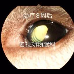 名视动物眼科中心:北京城区昌平区沙河附近