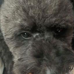 牧和邻宠物会所(巢湖店):合肥市巢湖市亚父街道附近