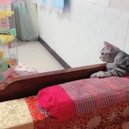 山下猫屋:北京城区昌平区南口镇附近