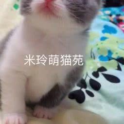 米玲萌猫苑猫舍:合肥市巢湖市卧牛山街道附近