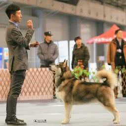 冰雪精灵kennel:北京城区昌平区南口镇附近