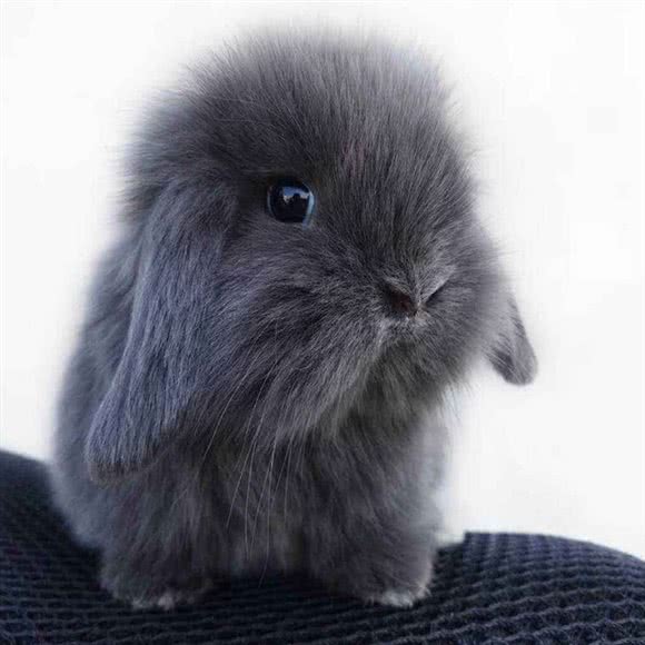 大魔王萌宠之家:芜湖市镜湖区万达广场附近