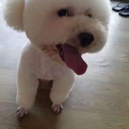 妙妙萌宠屋:芜湖市镜湖区左岸生活附近