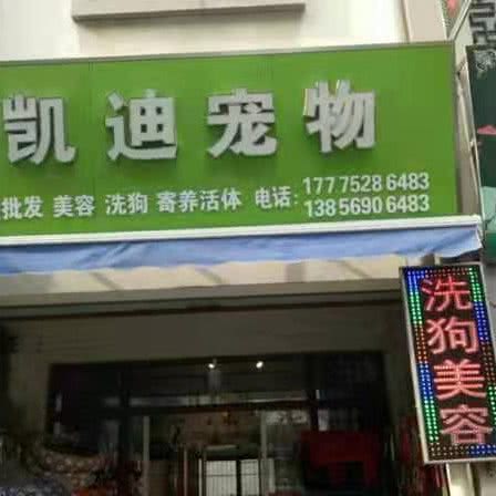 凯迪狗狗:芜湖市镜湖区小九华商业街附近