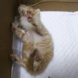 田田宠物医院(北京路店):芜湖市镜湖区新市口附近