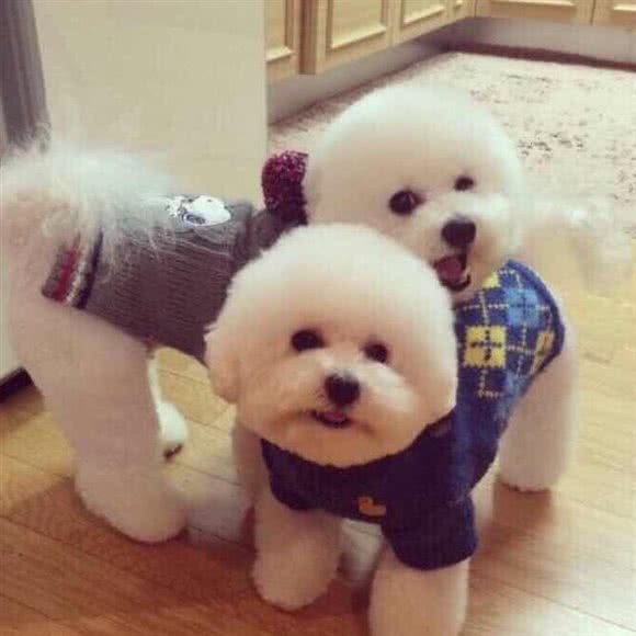 宠尚宠物店:芜湖市镜湖区绿地世纪城附近