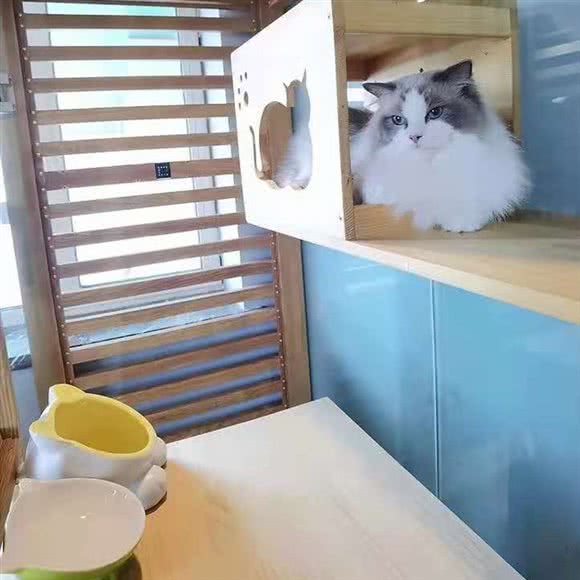 猫托托猫咪酒店·寄养(望京店):北京城区朝阳区望京附近