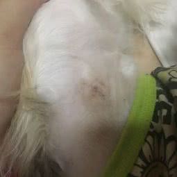 爱宠之余家:芜湖市镜湖区第八中学附近