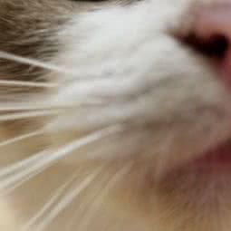 星终点萌宠:芜湖市镜湖区八佰伴附近