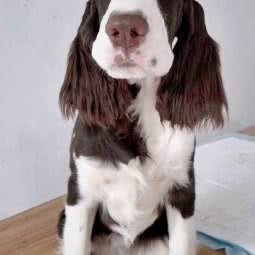 铁蛋兄弟犬舍:北京城区昌平区南口镇附近