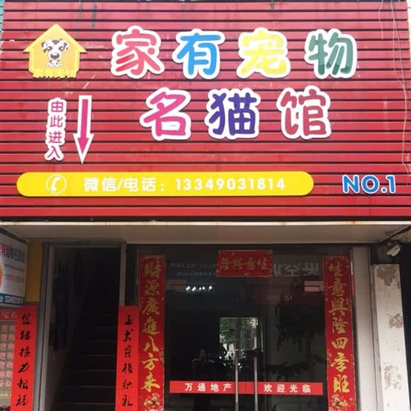 家有宠物名猫馆(NO.1):芜湖市弋江区银泰城附近