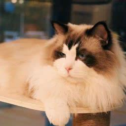 一家猫舍:芜湖市弋江区中央城财富街附近