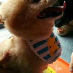 MOE萌萌星球宠物艺术酒店:芜湖市弋江区润地商业广场附近