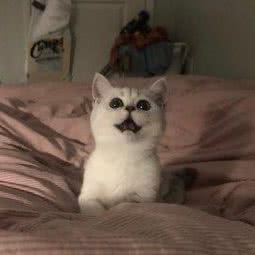 友它宠物狗生活馆:芜湖市繁昌区繁昌区附近