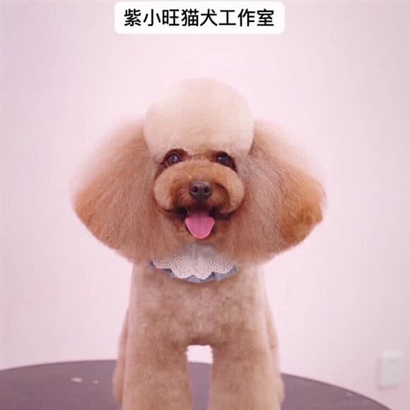 紫小旺猫犬宠物工作室:芜湖市无为市无为市附近