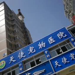 天使宠物医院(文化广场店):蚌埠市蚌山区淮河城市广场附近