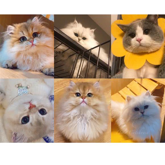 猫日记:蚌埠市蚌山区蚂虾街附近