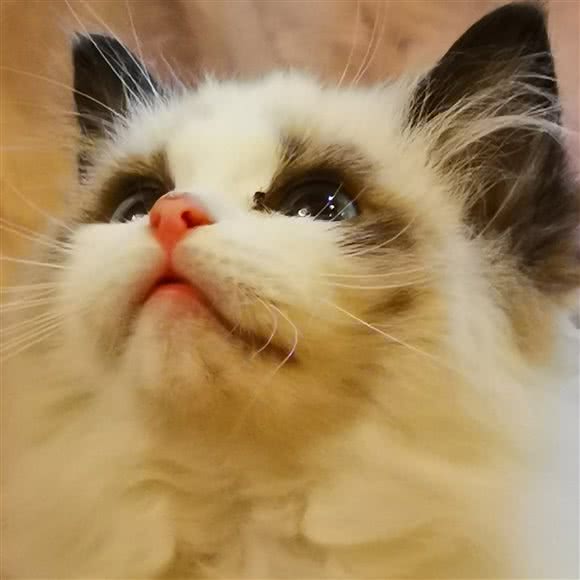 喵语生活馆:北京城区大兴区亦庄附近