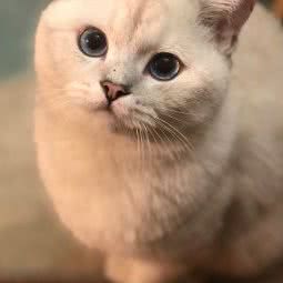 美乐萌宠宠物店    (亦庄店):北京城区大兴区亦庄附近