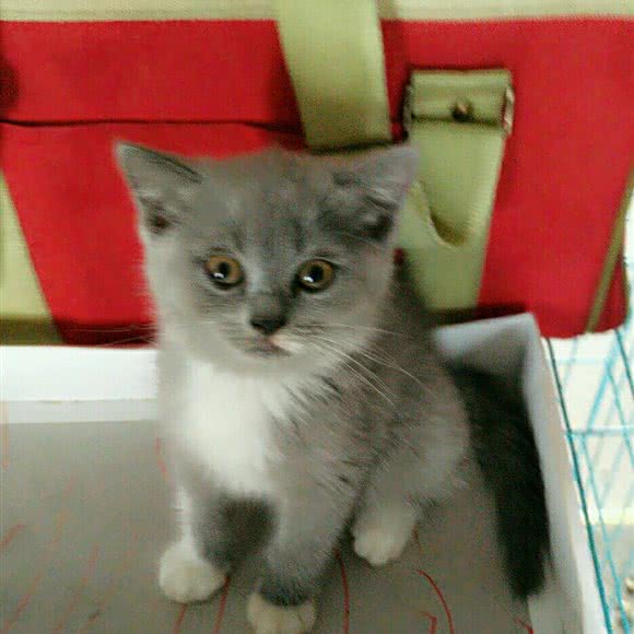 信缘猫舍:淮南市田家庵区街里附近