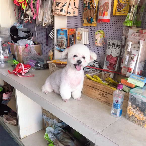 宠爱辷生:淮南市田家庵区老体育场附近