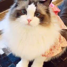 阿满宠物店:淮南市田家庵区朝阳美食城附近