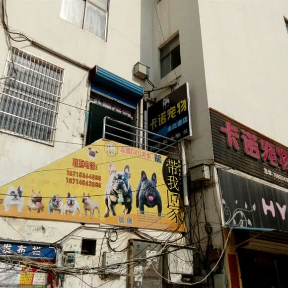 卡诺宠物:淮南市谢家集区白马附近