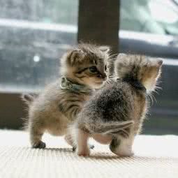 宠物用品专卖店:马鞍山市花山区解放路/北湖附近