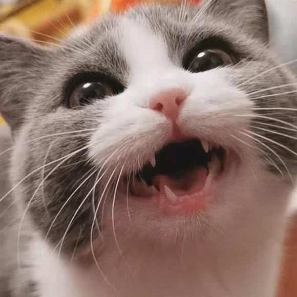 小甜筒宠物店:北京城区大兴区亦庄附近