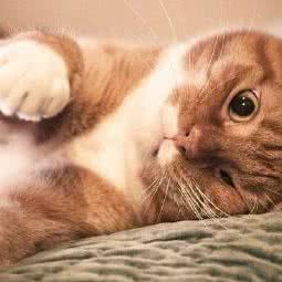 爱康宠物医院(中央花园店):马鞍山市花山区香港城附近