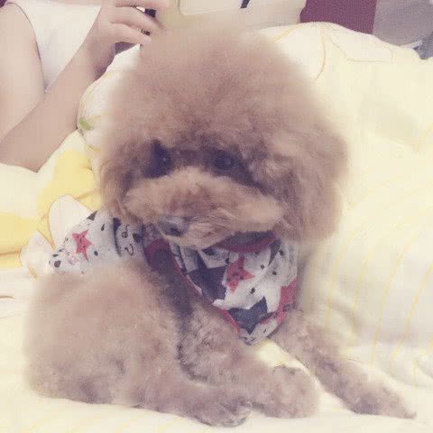 宠福来宠物诊所:马鞍山市花山区欧尚附近