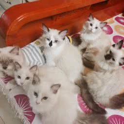 汪星人宠物诊所:马鞍山市花山区步行街附近