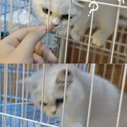 有座宠宅宠物店:马鞍山市雨山区军民路附近