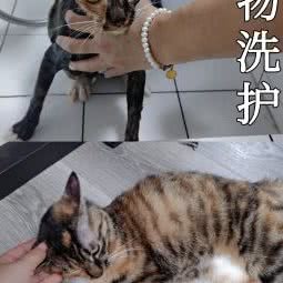 喵呜宠物馆:淮北市相山区古城路附近