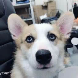 猫心犬意宠物店:淮北市相山区人民路沿线附近