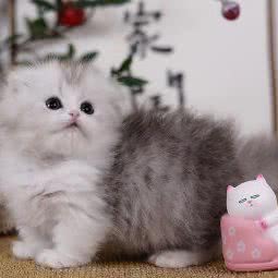 喵犬居宠物生活馆:淮北市相山区人民路沿线附近