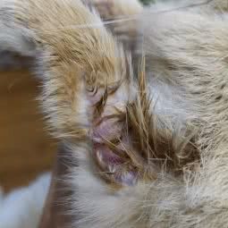 天恒精灵动物医院:铜陵市铜官区长江路附近