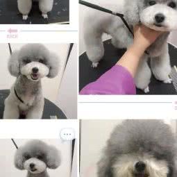 同灵宠艺:铜陵市铜官区机厂附近