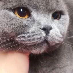 c7宠物:安庆市迎江区孝肃路附近