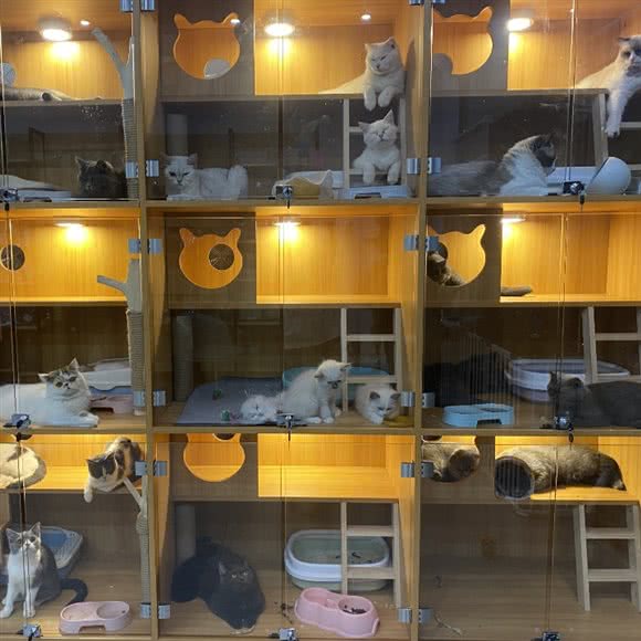 一猫一狗宠物生活会馆:黄山市徽州区高铁新区附近