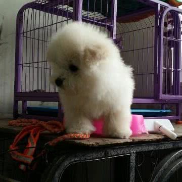 宠爱有家:阜阳市颍州区清河东路附近