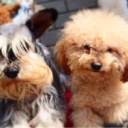 花妈宠物生活馆:阜阳市颍州区六纺街附近