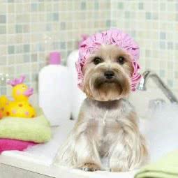 乐宠宠物:阜阳市颍州区鼓楼附近