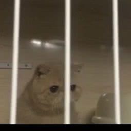 琪际喵宠物:北京城区大兴区黄村附近